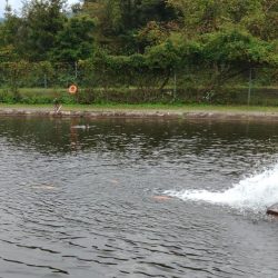 アルビノ祭り ～平谷湖フィッシングスポット～
